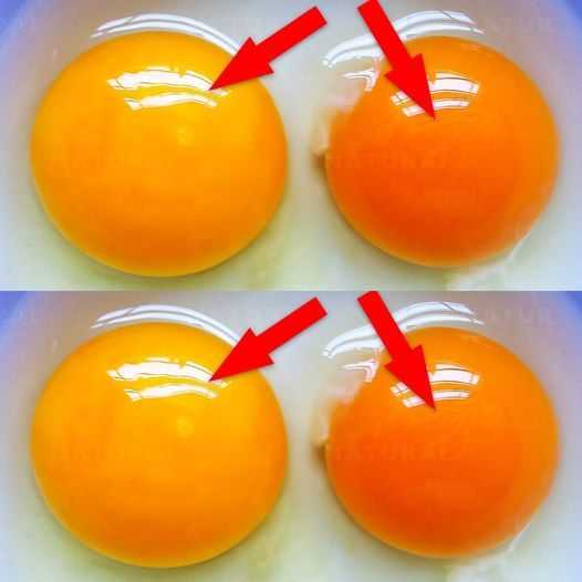 This Is What the Color of Your Egg Yolk Means