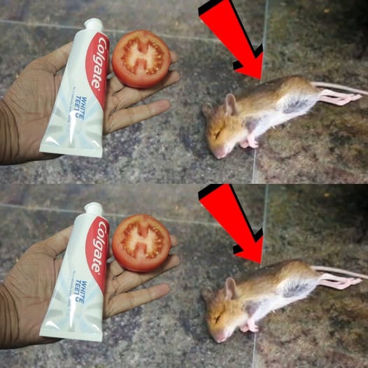 Get Rid of rat & Mouse In Your House | Colgate & Tomato Magic
