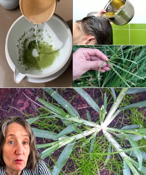 Unlock the Healing Power of Goose Grass: A Natural Remedy for Over 10 Common Ailments