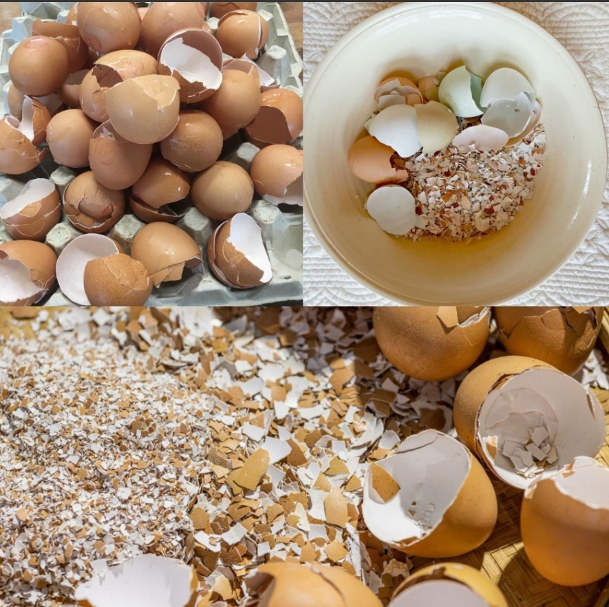 Title: Discover the Surprising Uses for Eggshells Around Your Home