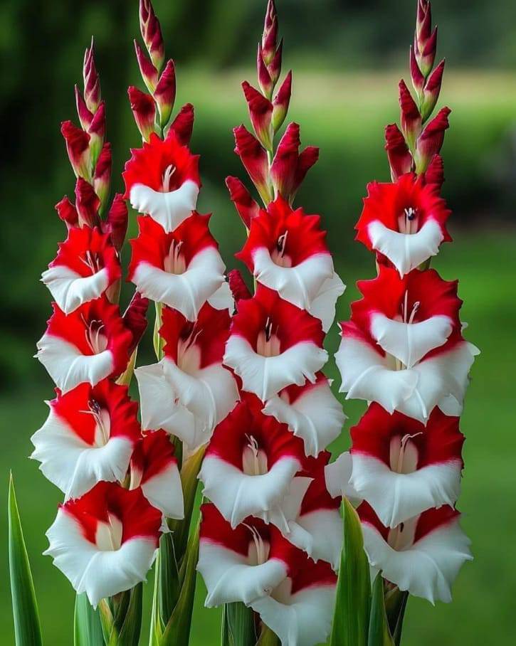Growing Guide for the Striking Red and White Gladiolus
