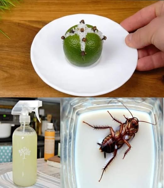 Flies, mosquitoes, and cockroaches will disappear from your sight thanks to this natural method