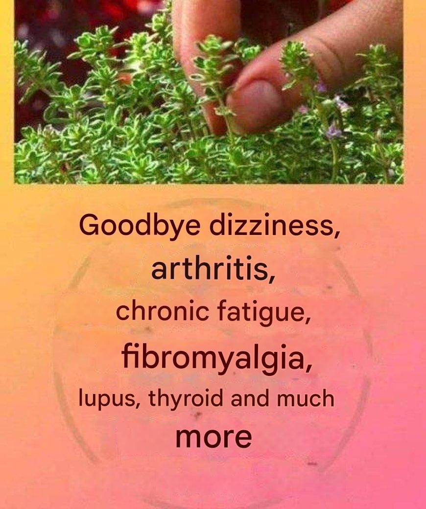 This is a true “tea of ​​God” as it treats arthritis, lupus, dizziness, thyroid problems and chronic fatigue