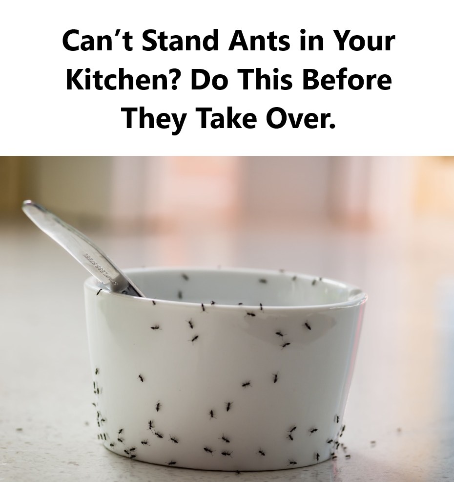 Are You Bothered by Ants in Your Kitchen? Here’s How to Get Rid of Them