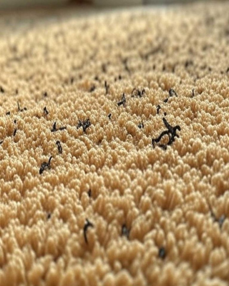 I just noticed some U-shaped, hair-like things on my carpet—any idea what they might be?