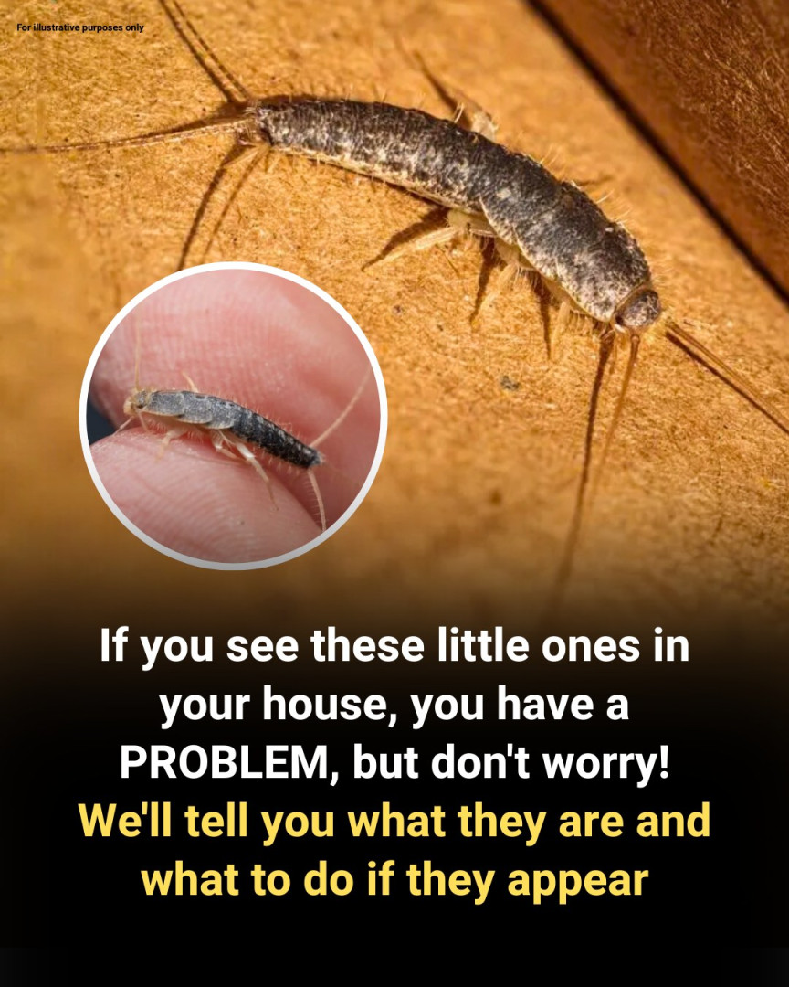What Are Silverfish—and Why Should You Keep Them Out of Your Home?