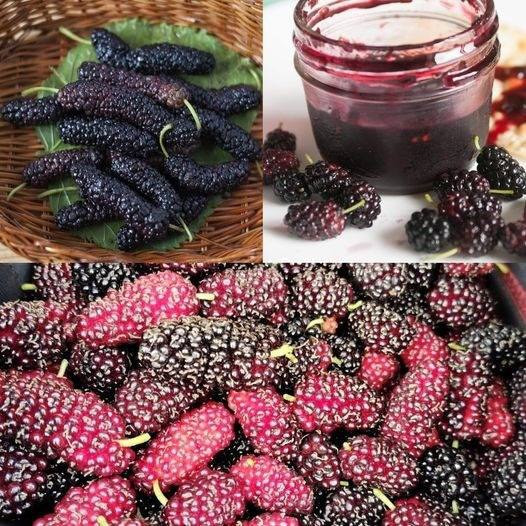 Delicious Homemade Black Mulberry Jam Recipe