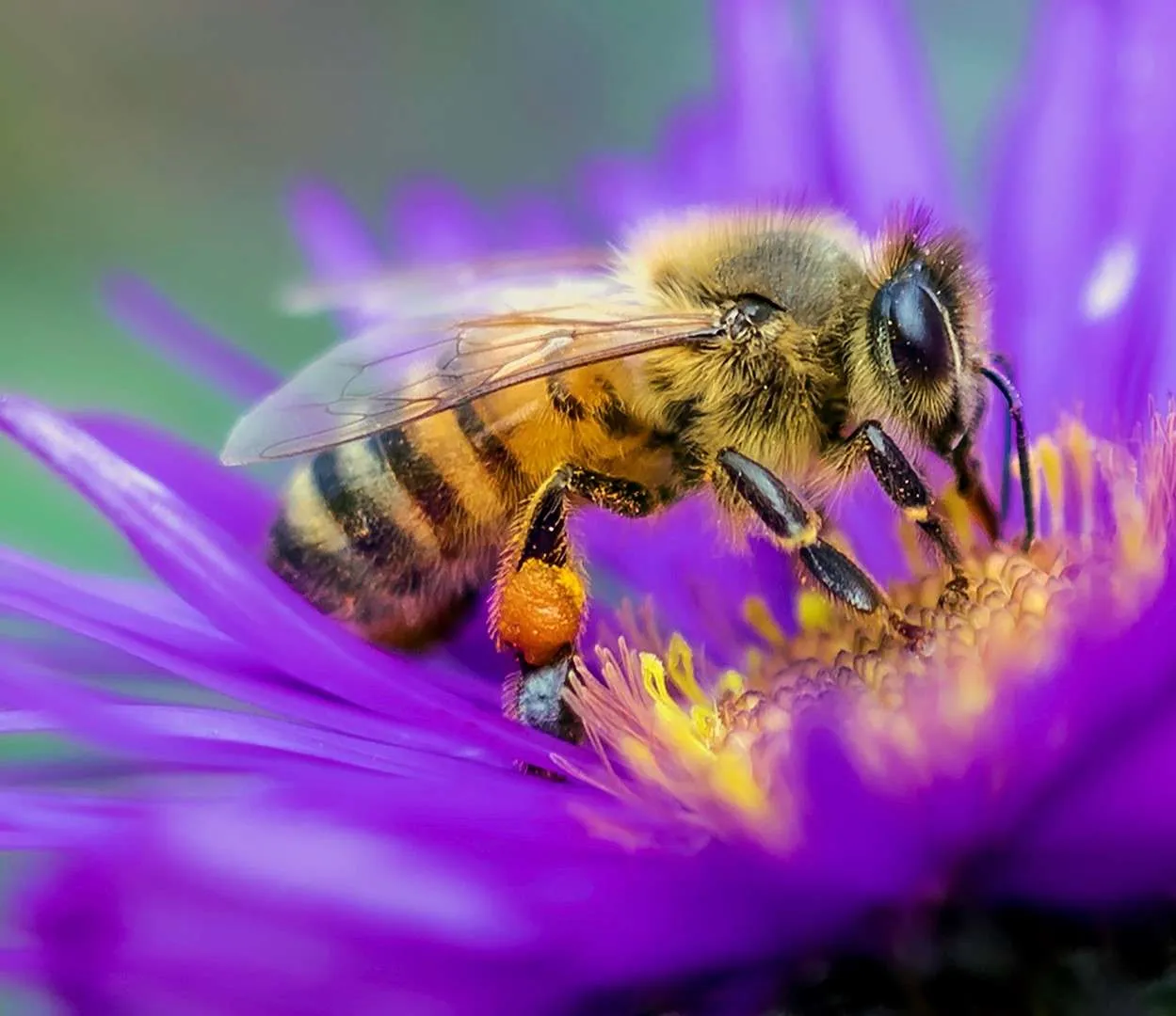 Why Bees Are Drawn to Outdoor Lights and Fresh Laundry