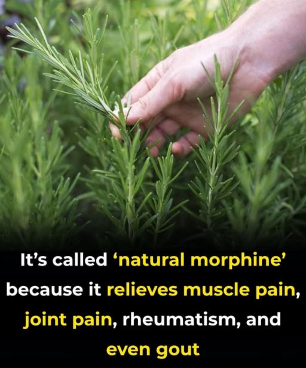 The Benefits of Rosemary for Older Adults: Nature’s Help for Healthy Aging