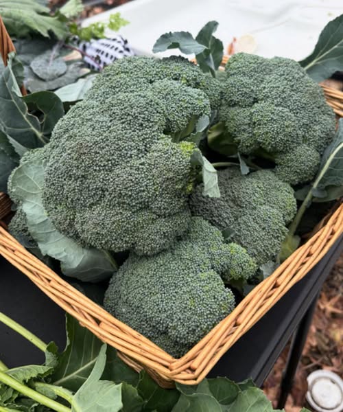 Doctors reveal that eating broccoli causes …