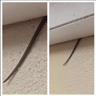 Spotted this sticking out from my ceiling — what is it? 👀 See it in the comments 👇