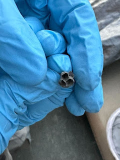 Found this underneath my patio furniture cover. Anyone know what it is? What should I do?