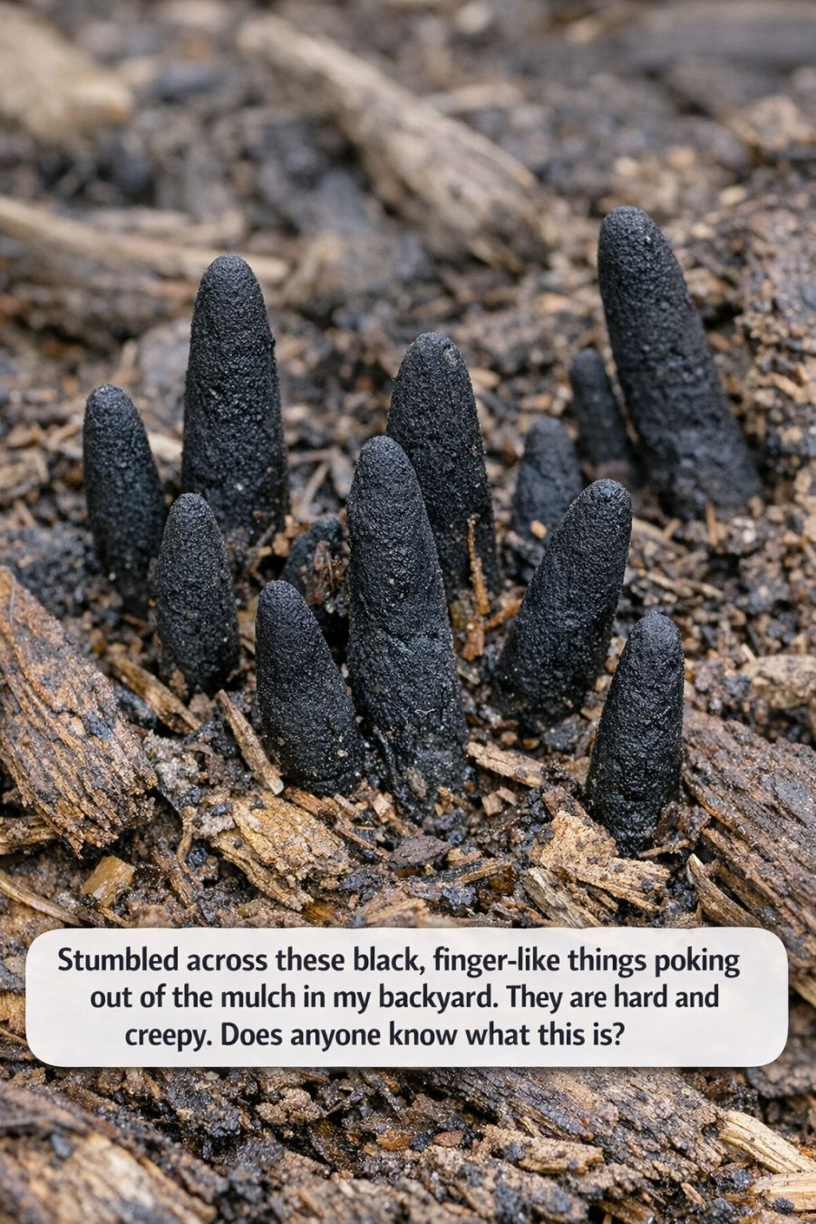 Stumbled across these black, finger-like things poking out of the mulch in my backyard. They are hard and creepy. Does anyone know what this is?