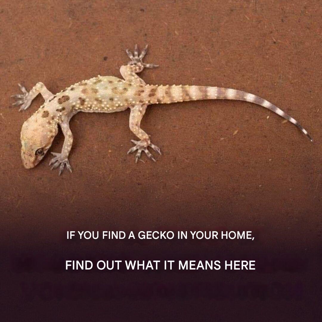 Do you have geckos? Here’s what it means: They’re carrying an important message for you.