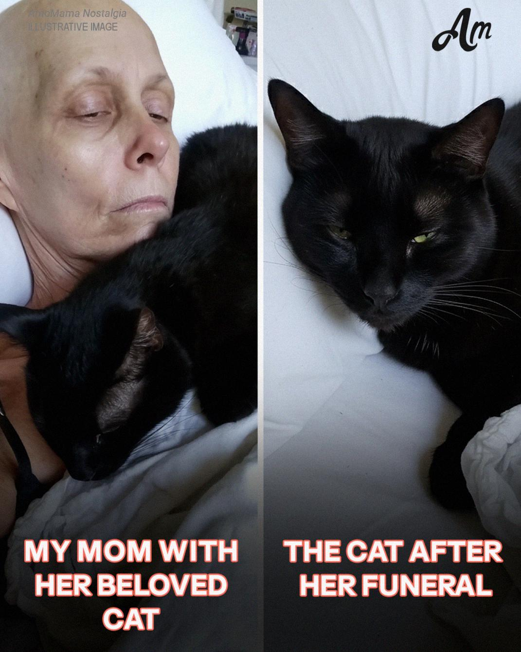 My Mom’s Cat Vanished After Her Funeral – on Christmas Eve, He Returned and Led Me Somewhere I Never Expected