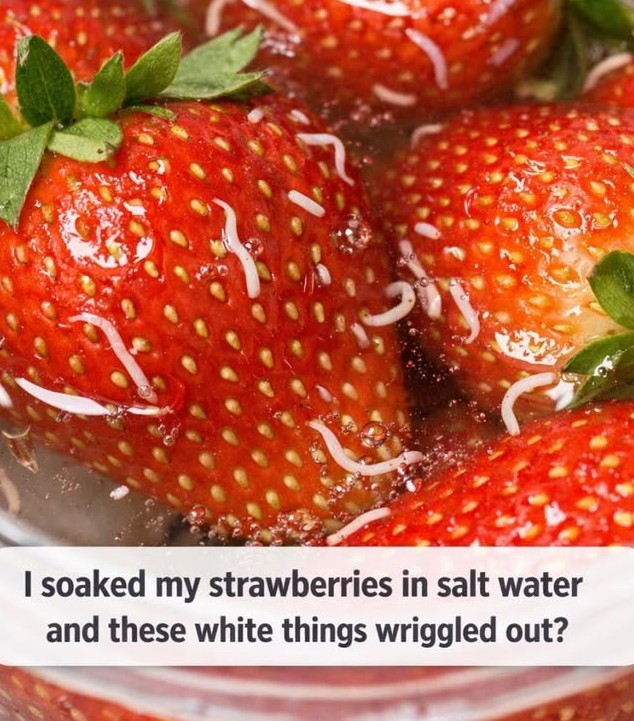 I soaked my strawberries in salt water and these white things wriggled out?