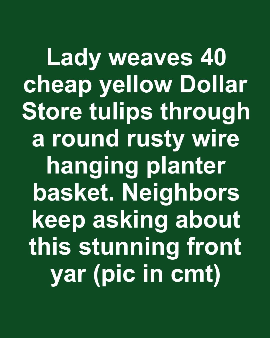 Lady weaves 40 cheap yellow Dollar Store tulips through a round rusty wire hanging planter basket. Neighbors keep asking about this stunning front yard hack!