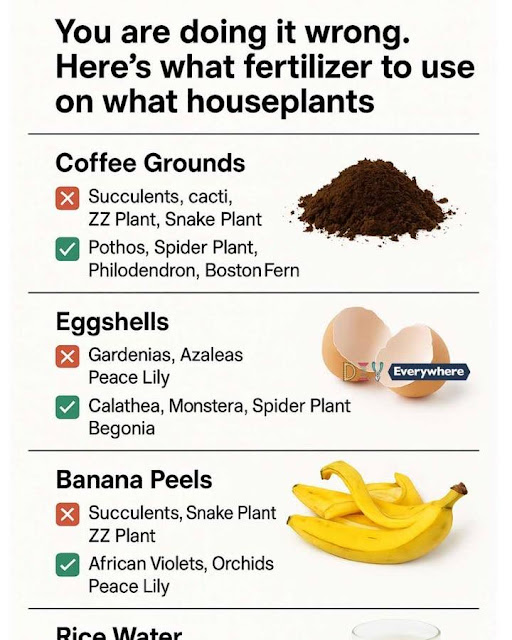 You are doing it wrong. Here’s what fertilizer to use on what houseplants