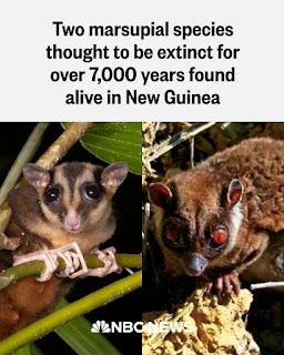 Two marsupial species thought long extinct, until now known only from fossils, were found alive in New Guinea through a collaboration of scientists, indigenous communities and citizen scientists. The discovery of the pygmy long-fingered possum and the ring-tailed glider marks the first confirmation of live specimens in over 7,000 years, the Bishop Museum, a natural history museum in Honolulu, announced. The two animals are known as “Lazarus species,” a term for organisms that reappear after being thought to be extinct. “The discovery of two Lazarus species, thought to be extinct for millennia, is unprecedented,” said Australian Museum’s Dr. Tim Flannery in the press release 👇🏻⬇️more in the 1rst comments ⬇️👇🏻.