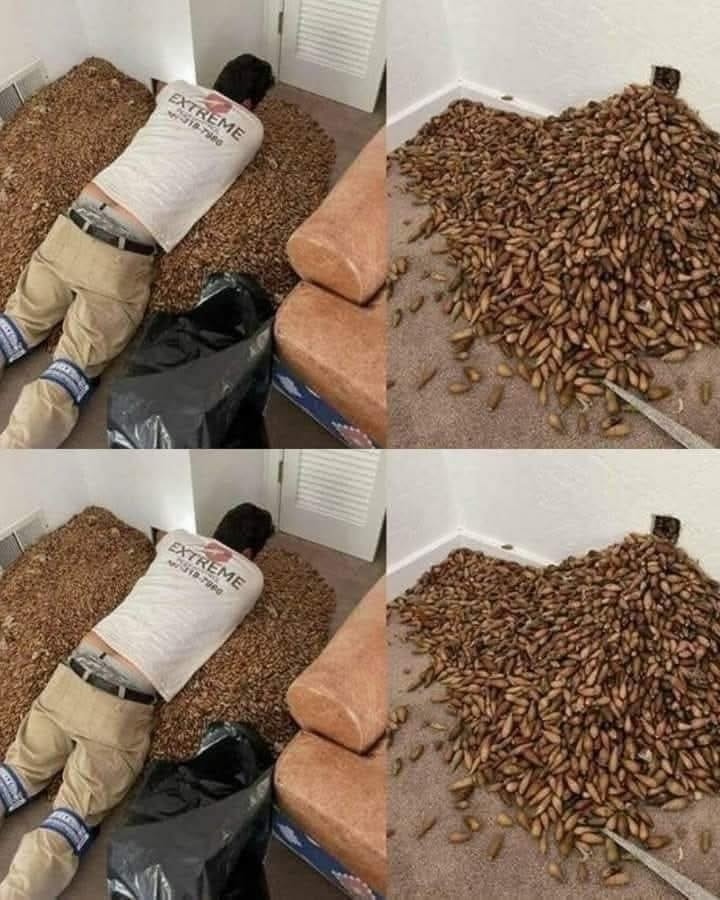 A Mysterious Odor Filled His House… Then He Opened the Wall